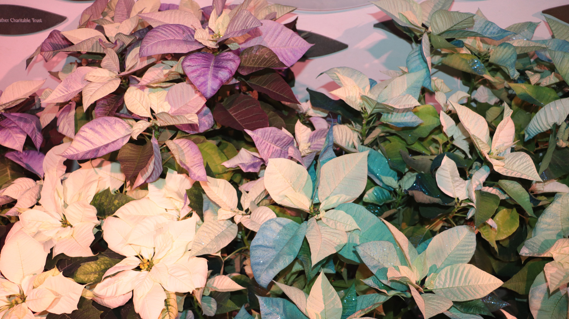 2023 Frost at Botanical Garden