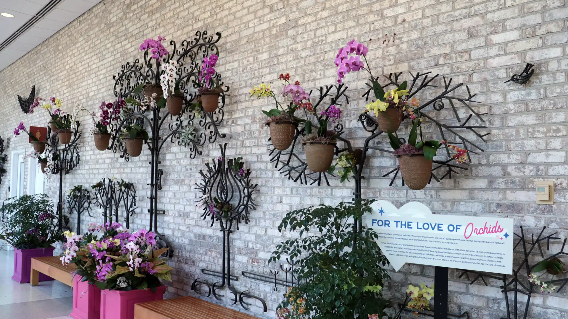 2025 Botanical Garden Orchids