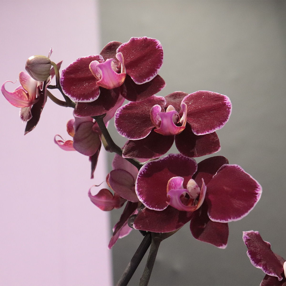 2023 Orchids at Botanical Garden