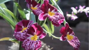Local image