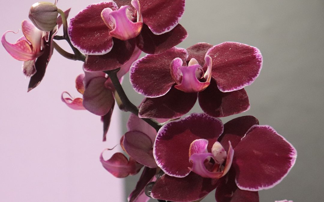 2023 Orchids at Botanical Garden
