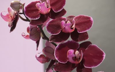2023 Orchids at Botanical Garden